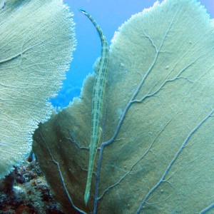 Trumpet_fish_3_2