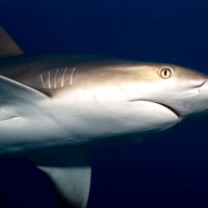 Carribean_Reef_Shark_4_-_Web_Size