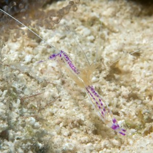 Cleaner_Shrimp_-_Web_Size