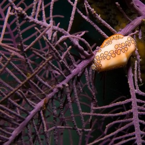 Flamingo_Tongue_-_Web_Size