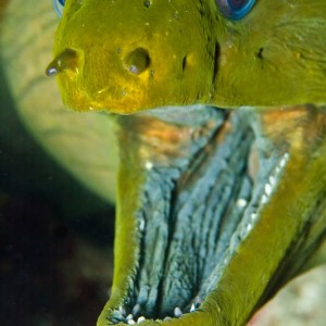 Green_Moray_-_Here_Be_Dragons