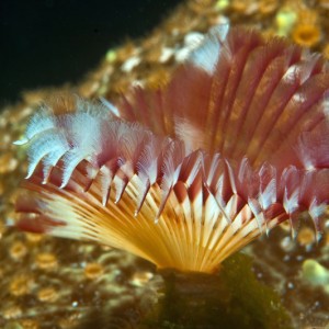 Feather_Duster_Tubeworm_-_Web_Size