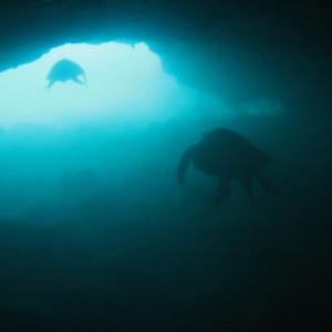 hawaiian sea turtles