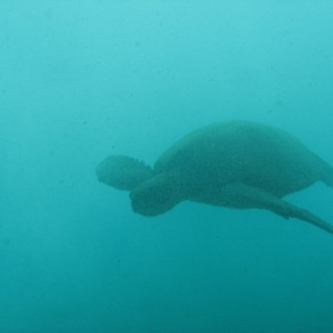 hawaiian sea turtles