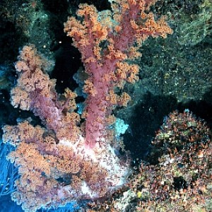 new caledonia underwater's colors 01