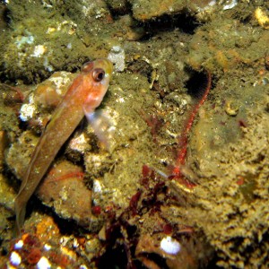 Black-eyed_Goby_Coryphopterus_nicholas_and_Daisy_Brittle_Star_Ophiopholis_a