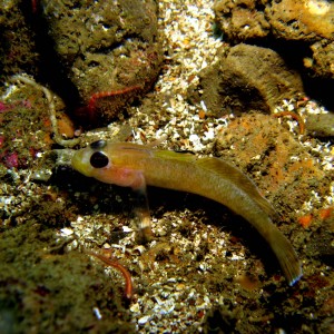 Black-eyed_Goby_Coryphopterus_nicholas_and_Daisy_Brittle_Star_Ophiopholis_a