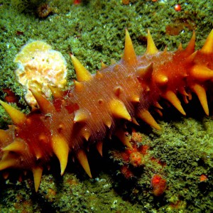 California_Sea_Cucumber_parastichopus_californicus_2_