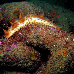 California_Sea_Cucumber_parastichopus_californicus_on_a_chain