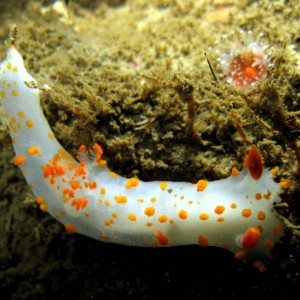 Clown_Dorid_Triopha_carpenteri_