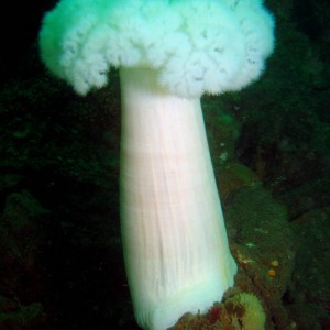 Metridium_Giant_Plumose_Anemone_