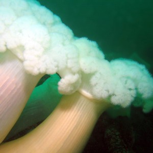 Metridium_Giant_Plumose_Anemone_Metridium_giganteum_1_