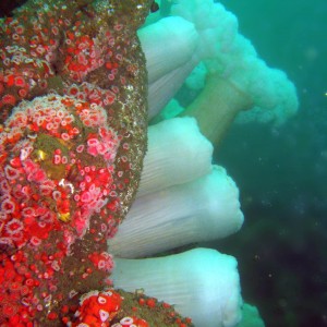 Metridium_and_Strawberry_Anemone_Corynactis_californica_2_