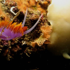 Spanish_Shawl_Flabellina_iodinea_with_a_San_Diego_Droid_Diaulula_sandiegens