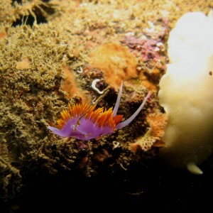 Spanish_Shawl_Flabellina_iodinea_with_a_San_Diego_Droid_Diaulula_sandiegens