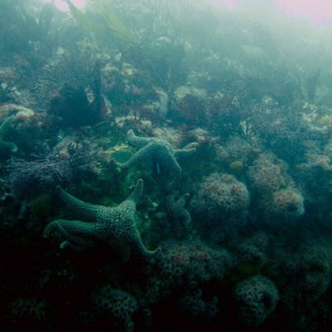 Giant_Spined_Star_Pisaster_giganteus_and_Strawberry_Anemone_Corynactis_cali