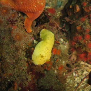 Sea_Lemon_Doris_montereyensis_