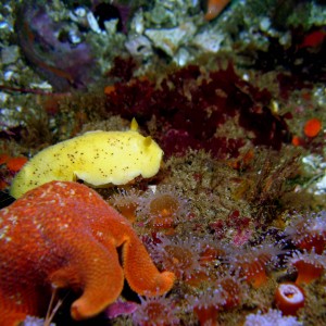 Sea_Lemon_Doris_montereyensis_1_