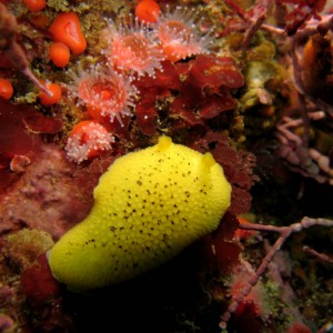 Sea_Lemon_Doris_montereyensis_2_