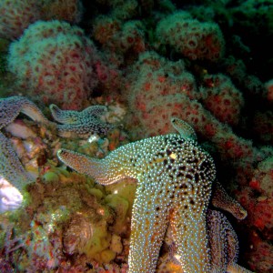 Giant_Spined_Star_Pisaster_giganteus_