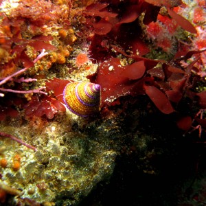 Strawberry_Anemone_Corynactis_californica_and_a_Purple-ring_Topsnail_Callio