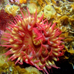 White-Spotted_Anemone_Urticina_lofotensis_2_