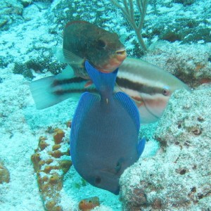 Redband, Stripped Parrotfish and Blue Tang