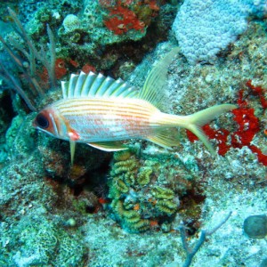 Longspine Squirrelfish