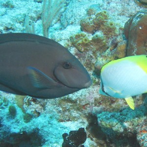 Doctorfish and Spotfin Butterflyfish