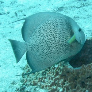 Gray Angelfish