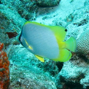 Spotfin Butterflyfish