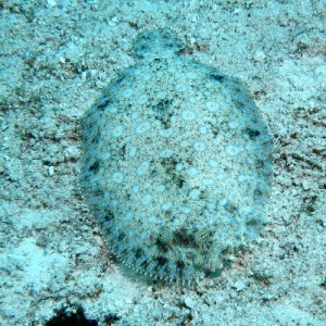 Peacock Flounder