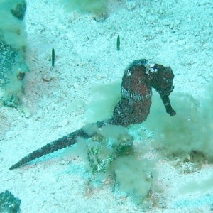 Long Snout Seahorse