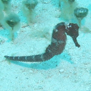 Long Snout Seahorse