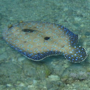 Peacock Flounder