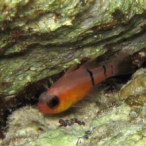 Barred Cardinalfish