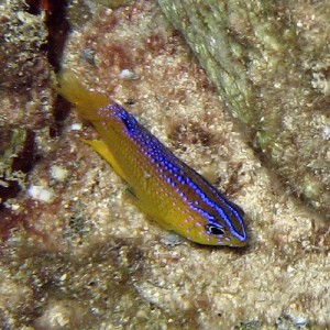 Honey Damselfish