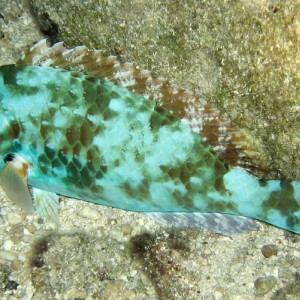 Redtail Parrotfish