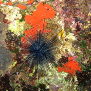 Long-Spined Black Sea Urchin