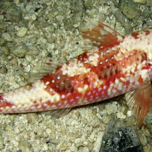 Spotted Goatfish