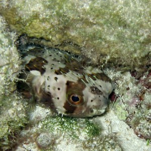 Balloonfish