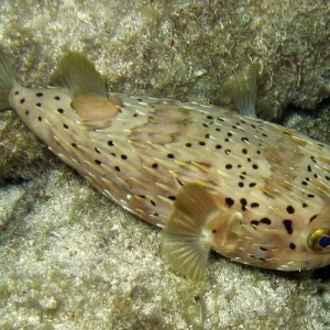 Balloonfish