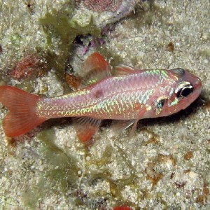 Flamefish