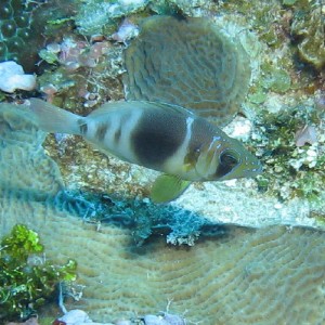 Barred Hamlet