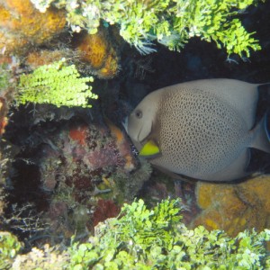 Gray Angelfish