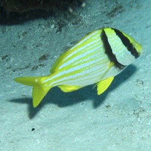 Porkfish