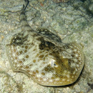 Yellow Stingray