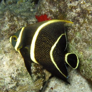 French Angelfish juvenile