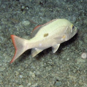 Mahogany Snapper