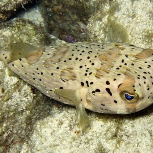 Balloonfish